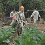 Vietnam prison workers in fields