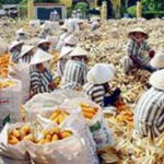 Vietnam workers in fields2