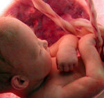 baby-in-womb-620×270