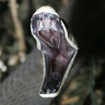 black mamba mouth open