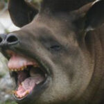 Brazilian tapir teeth