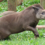 lowland tapir