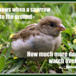 he-watches-over-sparrows