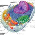 complexity of cell