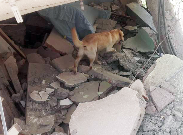 Ecuador: Rescue dog that saved seven earthquake victims goes to heaven ...