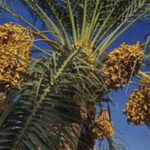 tunisia date palms