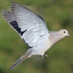 Mourning_Dove_b13-47-113_l_1