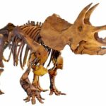 triceratops-skeleton