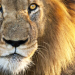 Sun kissed Male Lion