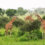 East Africa – Giraffes(1000pixels)