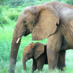 Kenya – Samburu – Elephant mother and child (1000pixel)